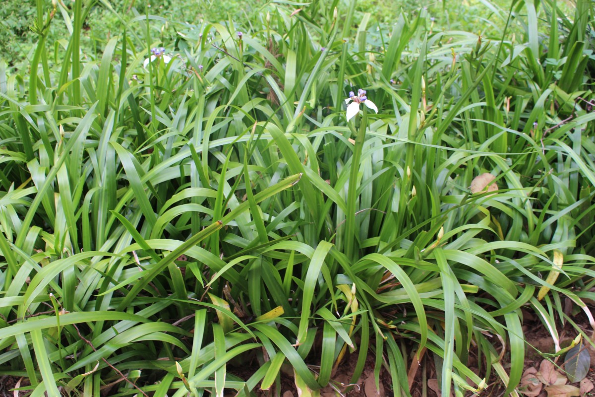 Trimezia gracilis (Herb.) Christenh. & Byng